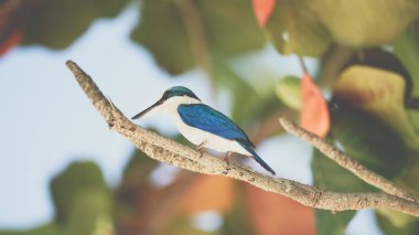 Vahşi doğa mangrov ağaçta kuş (yakalı yalıçapkını, beyaz yakalı kingfisher) mavi renkli ve beyaz yaka boyun etrafında tünemiş