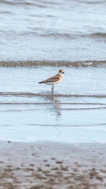 (Daha fazla kum cılıbıt, Charadrius leschenaultii) kuşlar vahşi doğada bir denizde cılıbıt ailesinin küçük bir wader kuştur
