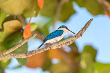 Vahşi doğa mangrov ağaçta kuş (yakalı yalıçapkını, beyaz yakalı kingfisher) mavi renkli ve beyaz yaka boyun etrafında tünemiş