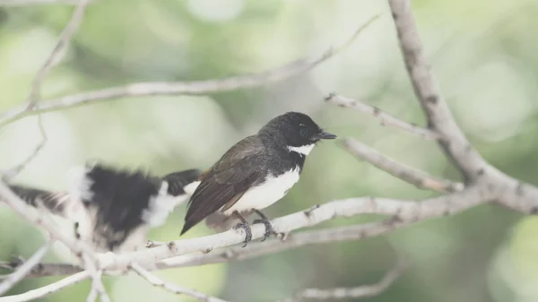 Due Uccelli Malaysian Pied Fantail Rhipidura Javanica Colore Bianco Nero — Foto Stock