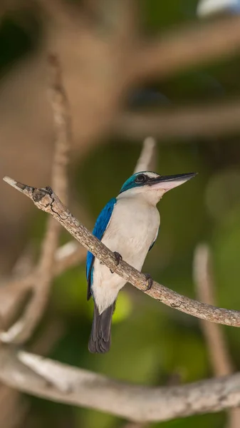 Bird Collared Kingfisher White Collared Kingfisher Culoare Albastră Guler Alb — Fotografie, imagine de stoc