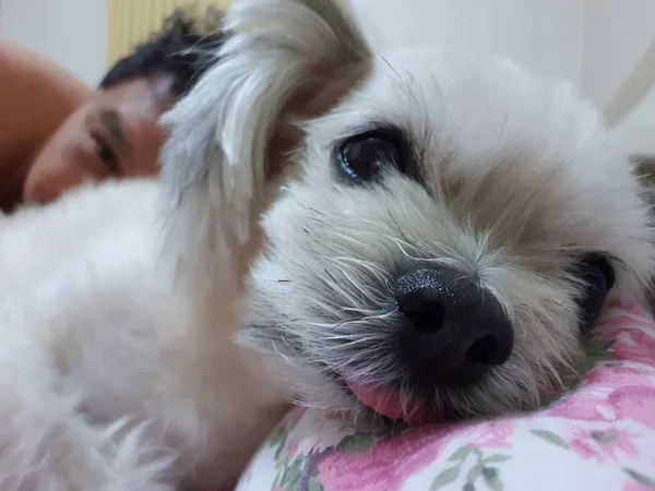 Cão Tão Bonito Misto Raça Com Shih Tzu Pomeranian Poodle — Fotografia de Stock