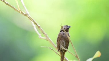 Bir ağaç vahşi doğada kuş (Pul göğüslü Munia veya Lonchura punctulata) beyaz ve kahverengi renk tünemiş