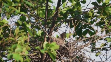 Bir ağaç vahşi doğada kuş (güvercin, güvercin veya anlam ayrımı) güvercinler ve güvercin tünemiş