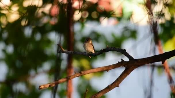 亚洲褐色鹟 Muscicapa Dauurica Siamensis 在自然野生的树上栖息的灰褐色的颜色 — 图库视频影像