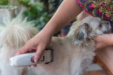 Damat ve saç kesimi bej köpek çok şirin köpek kürk doğurmak Shih-Tzu, Pomeranian kaniş köpek kesme makinesi ile insan tarafından karışık ve
