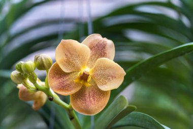 Çiçek (Salepgiller veya orkide çiçek) sarı ve turuncu renk, bahçede doğal güzel çiçek