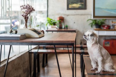 Shih-Tzu, Pomeranian ve resepsiyon ve Cafe kahve dükkanı veya fırın dondurma Restoran ilgi ile seyir bir şey vintage daktilolu sandalyede oturan kaniş köpek çok tatlı karışık doğurmak