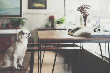 Shih-Tzu, Pomeranian ve resepsiyon ve Cafe kahve dükkanı veya fırın dondurma Restoran ilgi ile seyir bir şey vintage daktilolu sandalyede oturan kaniş köpek çok tatlı karışık doğurmak