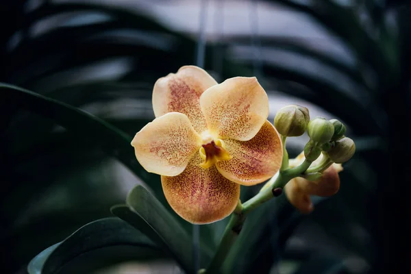 Flor Orchidaceae Flor Orquídea Color Amarillo Naranja Flores Naturalmente Hermosas —  Fotos de Stock