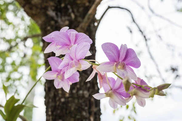 Flower (Orchidaceae or Orchid Flower) purple and white color, Naturally beautiful flowers in the garden