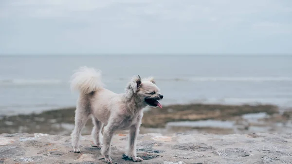 Σκύλος Τόσο Χαριτωμένο Μπεζ Χρώμα Μικτή Φυλή Shih Tzu Και — Φωτογραφία Αρχείου