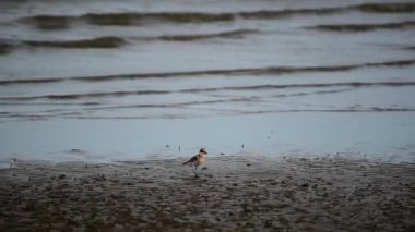 (Daha fazla kum cılıbıt, Charadrius leschenaultii) kuşlar vahşi doğada bir denizde cılıbıt ailesinin küçük bir wader kuştur