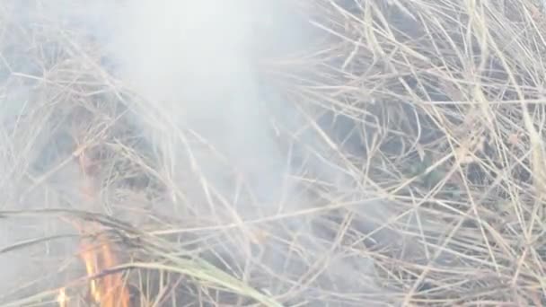 Fire Burning Dry Grass Make Flame Smoke Danger Agriculture Environment — Stock Video