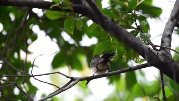 Vogel Maleise Pied Fantail Rhipidura Javanica Zwart Wit Kleur Zat — Stockvideo