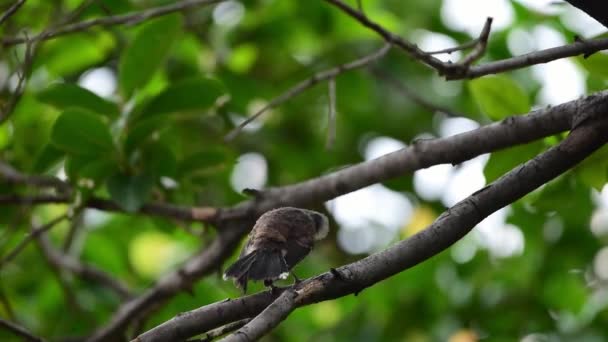 Bird Malaysian Pied Fantail Rhipidura Javanica Black White Color Perched — Stock Video