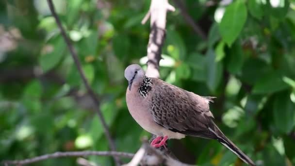 Bird Dove Pigeon Disambiguation Pigeons Doves Perched Tree Nature Wild — Stock Video