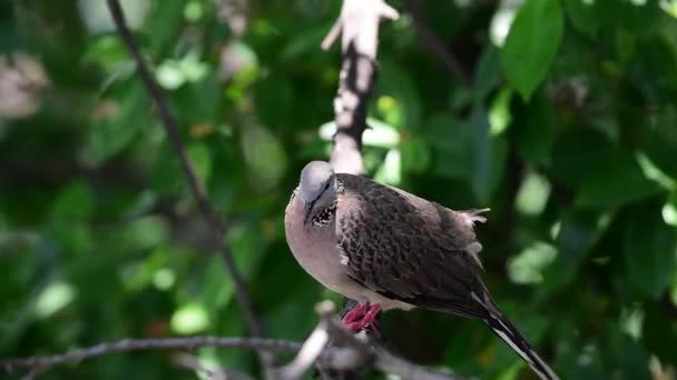 鸽子或消歧 鸽子和鸽子栖息在自然野生的树上 — 图库视频影像