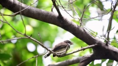 Bir ağaç vahşi doğada kuş (Malezya tarihimin alaca, Rhipidura javanica) siyah ve beyaz renk tünemiş