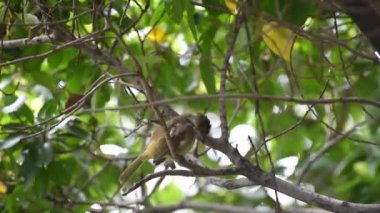 Bir ağaç vahşi doğada kuş (çizgi kulaklı Bülbül, Pycnonotus blanfordi) kahverengi renk tünemiş