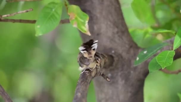 Pássaro Malaio Pied Fantail Rhipidura Javanica Cor Preto Branco Empoleirado — Vídeo de Stock