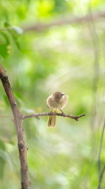 Bir ağaç vahşi doğada kuş (çizgi kulaklı Bülbül, Pycnonotus blanfordi) kahverengi renk tünemiş