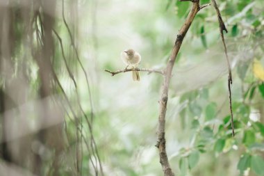 Bir ağaç vahşi doğada kuş (çizgi kulaklı Bülbül, Pycnonotus blanfordi) kahverengi renk tünemiş