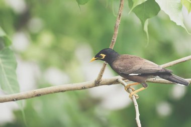 Bir ağaç vahşi doğada kuş (Mynas veya Sturnidae) tünemiş