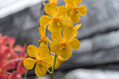 Çiçek (Salepgiller veya orkide çiçek) sarı ve turuncu renk, bahçede doğal güzel çiçek