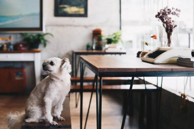 Shih-Tzu, Pomeranian ve resepsiyon ve Cafe kahve dükkanı veya fırın dondurma Restoran ilgi ile seyir bir şey vintage daktilolu sandalyede oturan kaniş köpek çok tatlı karışık doğurmak