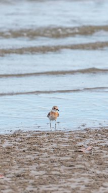 (Daha fazla kum cılıbıt, Charadrius leschenaultii) kuşlar vahşi doğada bir denizde cılıbıt ailesinin küçük bir wader kuştur