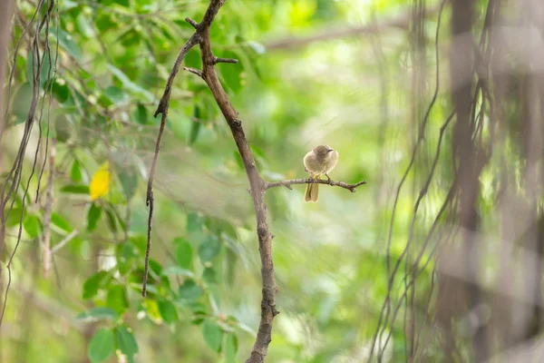 Pájaro Bulbul Orejas Rayadas Pycnonotus Blanfordi Color Marrón Encaramado Árbol —  Fotos de Stock