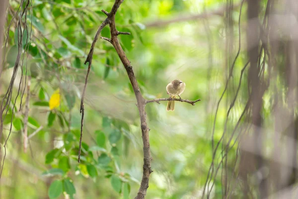 Πουλί Ράβδωση Eared Bulbul Pycnonotus Blanfordi Καφέ Χρώμα Σκαρφαλωμένο Ένα — Φωτογραφία Αρχείου