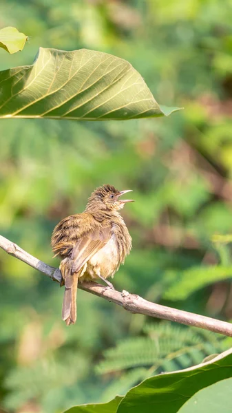 Vogel Streak Eared Buulbuuls Pycnonotus Blanfordi Bruine Kleur Zat Een — Stockfoto