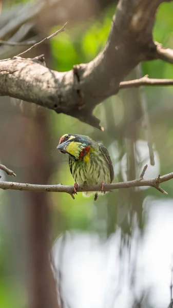 Vogel Kupferschmied Barbet Purpurbrust Barbet Kupferschmied Megalaima Haemacephala Gelb Grün — Stockfoto