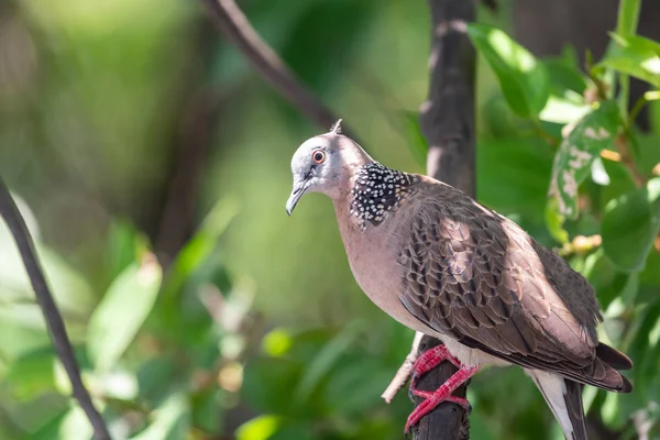 Pássaro Pomba Pombo Desambiguação Pombos Pombas Empoleirados Uma Árvore Uma — Fotografia de Stock