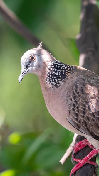 Bird Dove Pigeon Disambiguation Pigeons Doves Perched Tree Nature Wild — Stock Photo, Image