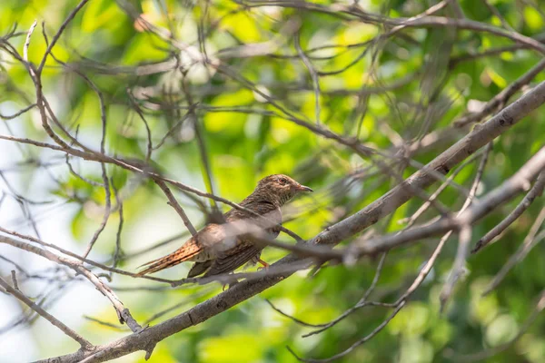 Bird Plaintive Cuckoo Cacomantis Merulinus Black Yellow Brown Orange Color — Stock Photo, Image