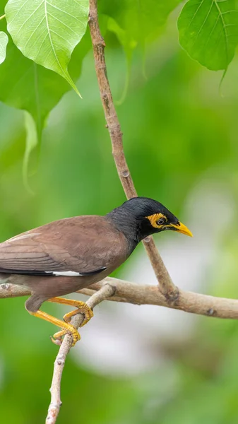 Uccello Mynas Sturnidae Appollaiato Albero Natura Selvatica — Foto Stock