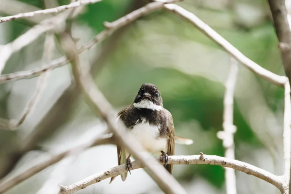 Bird Malaysian Pied Fantail Rhipidura Javanica Color Blanco Negro Encaramado —  Fotos de Stock