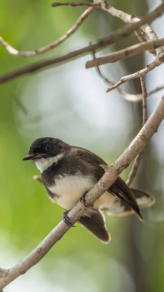 Pták Malajský Pied Fantail Rhipidura Javanica Černé Bílé Barvy Sedí — Stock fotografie