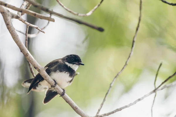 野生の自然の木に腰掛け鳥 マレーシア ファンテイル Rhipidura 黒と白の色 — ストック写真