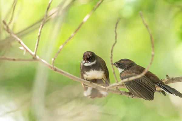 Zwei Vögel Malaiischer Pied Fantail Rhipidura Javanica Schwarz Weiße Farbe — Stockfoto