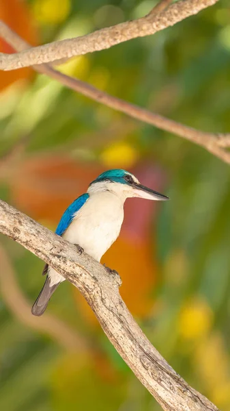 Bird (Collared kingfisher, White-collared kingfisher) blue color and white collar around the neck perched on a tree in a nature mangrove wild