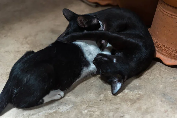 Kedi Bebek Emme Süt Girişimi Yeni Doğmuş Bir Emzirme Anne — Stok fotoğraf