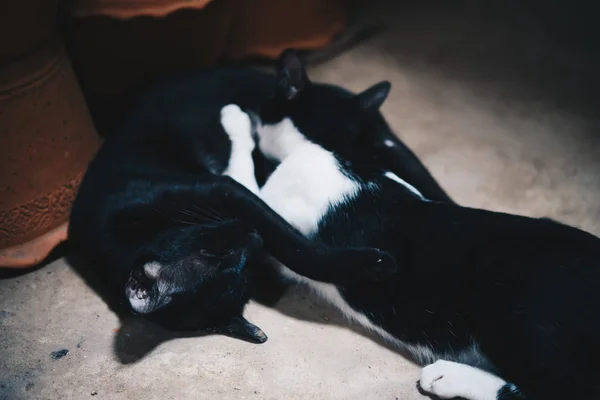 Bebê Gato Uma Tentativa Recém Nascida Sucção Leite Obter Uma — Fotografia de Stock