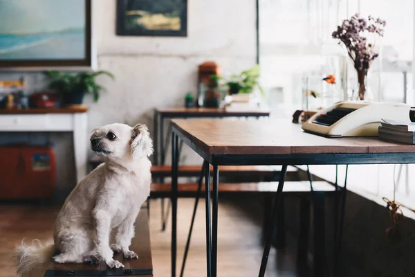 Chien Mignon Race Mixte Avec Shih Tzu Poméranie Caniche Assis — Photo