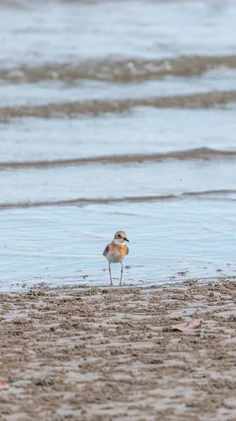 (Daha fazla kum cılıbıt, Charadrius leschenaultii) kuşlar vahşi doğada bir denizde cılıbıt ailesinin küçük bir wader kuştur