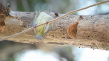 Kuş (Coppersmith kaniş, Kızıl göğüslü kaniş, Coppersmith, Megalaima haemacephala) sarı, yeşil ve kırmızı renk tünemiş vahşi doğada bir ağaç üzerinde