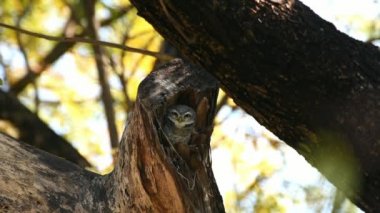 Kuş (benekli owlet, Athene brama, baykuş) kahverengi, siyah ve beyaz renk bir doğa vahşi bir ağaca tünemiş